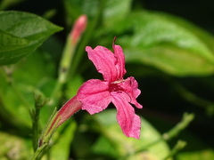 Ruellia elegans
