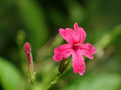 Ruellia elegans