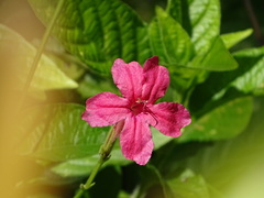 Ruellia elegans