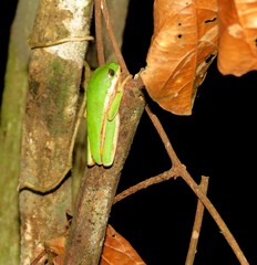 Pithecopus hypochondrialis