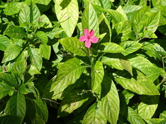 Ruellia elegans