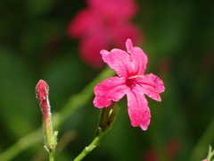 Ruellia elegans