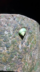 Leptopoma perlucidum