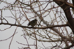 Fringilla coelebs