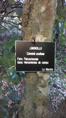 Casearia aculeata
