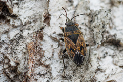 Trapezonotus arenarius