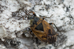 Trapezonotus arenarius