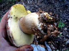 Boletus rex-veris