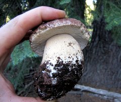 Boletus rex-veris