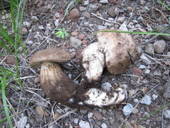Boletus rex-veris