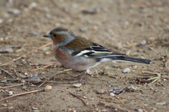 Fringilla coelebs