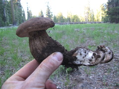 Boletus rex-veris