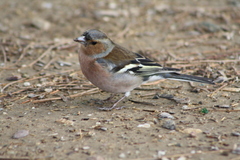 Fringilla coelebs