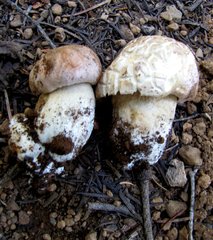 Boletus rex-veris