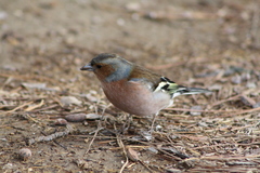 Fringilla coelebs
