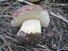 Boletus rex-veris