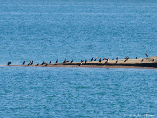 Great Cormorant