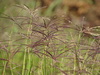 African Bermudagrass - Photo no rights reserved, uploaded by 葉子