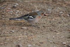 Fringilla coelebs