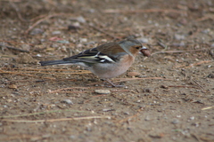 Fringilla coelebs