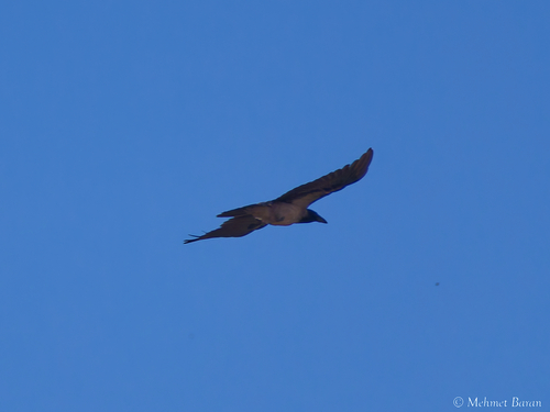 Hooded Crow