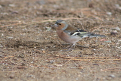 Fringilla coelebs