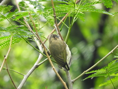 Picumnus olivaceus