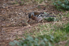 Fringilla coelebs