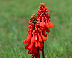 Erythrina zeyheri