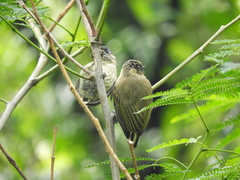 Picumnus olivaceus