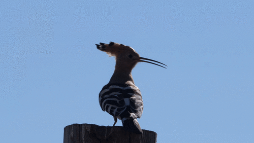 Common Hoopoe