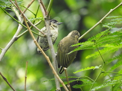 Picumnus olivaceus