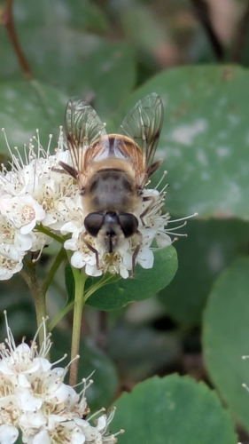 Unknown species found near St Mary, MT 59417, USA