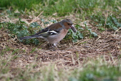Fringilla coelebs