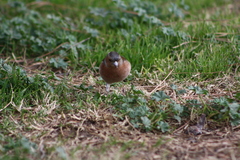 Fringilla coelebs