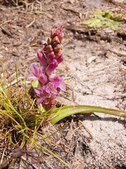 Lachenalia salteri