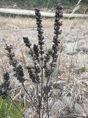 Dasistoma macrophylla