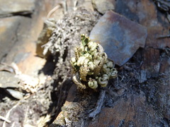 Selaginella tamariscina