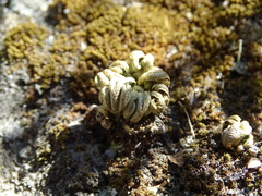 Selaginella tamariscina