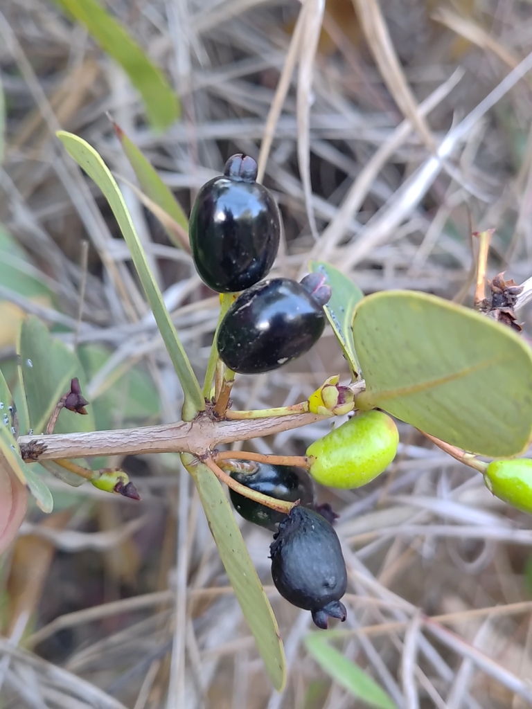 Eugenia bimarginata