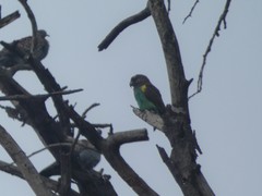 Poicephalus meyeri