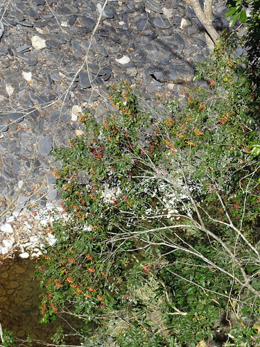 Image of Bergera Euchrestifolia (Bergera euchrestifolia) by no rights reserved