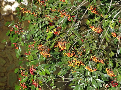 Image of Bergera Euchrestifolia (Bergera euchrestifolia) by no rights reserved
