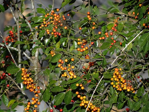 Image of Bergera Euchrestifolia (Bergera euchrestifolia) by no rights reserved