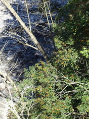 Murraya euchrestifolia