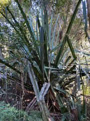 Pandanus vandamii
