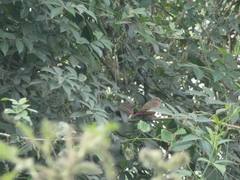 Lagonosticta rubricata