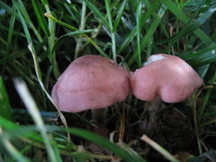 Calocybe carnea
