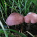 Pink Domecap - Photo (c) Alan Rockefeller, some rights reserved (CC BY), uploaded by Alan Rockefeller