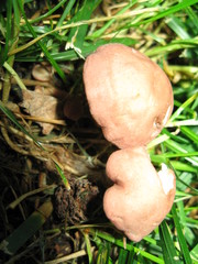 Calocybe carnea